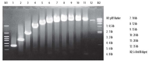 LA Taq DNA polymerase—for long-range PCR - PCR - Takara Bio