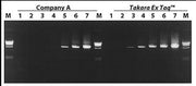 Ex Taq DNA polymerase, hot-start version - PCR - Takara Bio