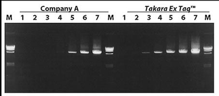 Ex Taq DNA polymerase, hot-start version - PCR - Takara Bio