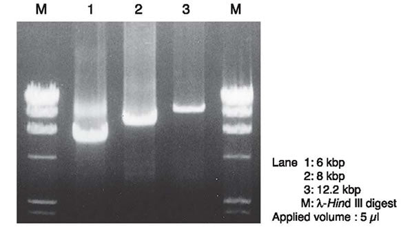 RNA LA PCR Kit - mRNA and cDNA synthesis - Takara Bio