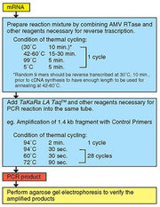 RNA LA PCR Kit - mRNA and cDNA synthesis - Takara Bio