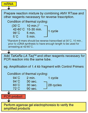 RNA LA PCR Kit - mRNA and cDNA synthesis - Takara Bio