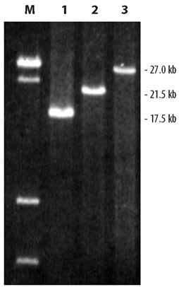 LA Taq DNA polymerase—for long-range PCR - PCR - Takara Bio