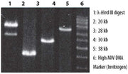 LA Taq PCR kit - PCR - Takara Bio