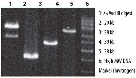 LA Taq PCR kit - PCR - Takara Bio