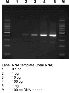 PrimeScript RT-PCR Kit - mRNA and cDNA synthesis - Takara Bio