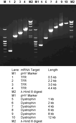 PrimeScript RT-PCR Kit - mRNA and cDNA synthesis - Takara Bio