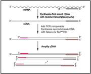 Two-step RT-PCR - mRNA and cDNA synthesis - Takara Bio
