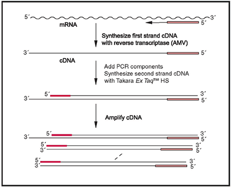 Two-step RT-PCR - mRNA and cDNA synthesis - Takara Bio