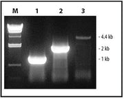 One-step RT-PCR - mRNA and cDNA synthesis - Takara Bio
