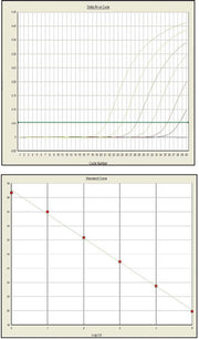 Premix Ex Taq DNA polymerase for real-time PCR - Real-time PCR - Takara Bio