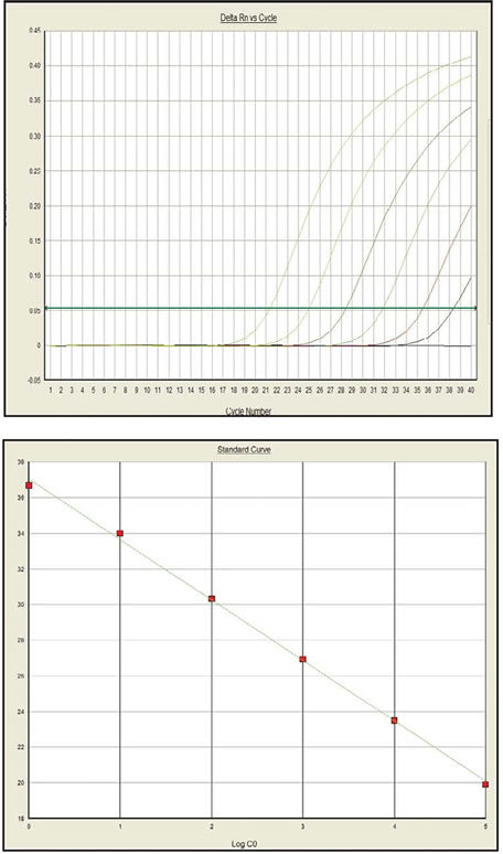 Premix Ex Taq DNA polymerase for real-time PCR - Real-time PCR - Takara Bio