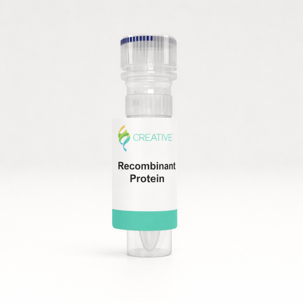 Active Human IL8