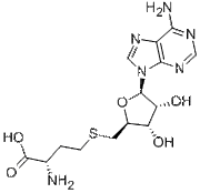 S-Adenosylhomocysteine