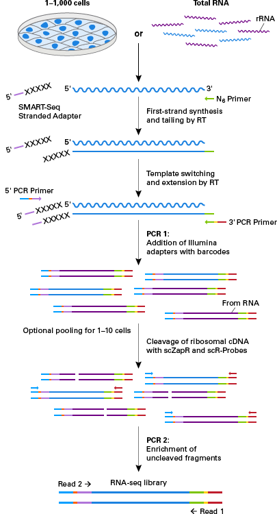 Full transcriptome analysis of single cells with the SMART-Seq Stranded Kit - Next-generation sequencing - Takara Bio