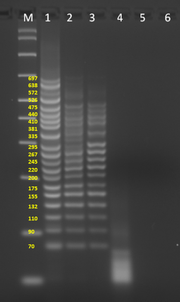 SuperPlex Premix PCR master mix designed for fast, uniform multiplexing - PCR - Takara Bio