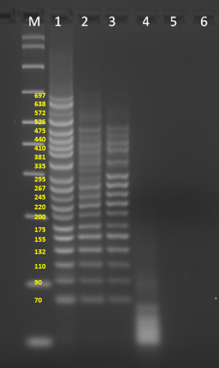 SuperPlex Premix PCR master mix designed for fast, uniform multiplexing - PCR - Takara Bio