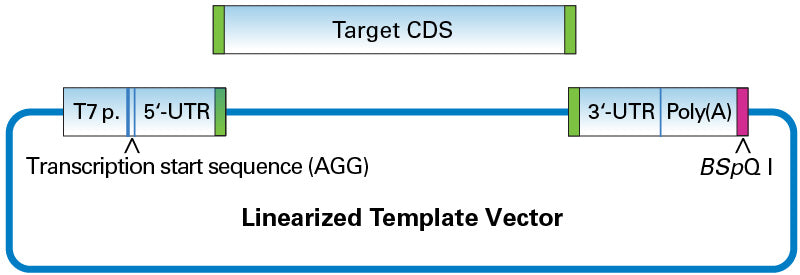 Template Vector (BspQ I) for T7 mRNA Synthesis - mRNA and cDNA synthesis - Takara Bio