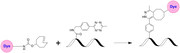 XFD488 TCO - AAT Bioquest