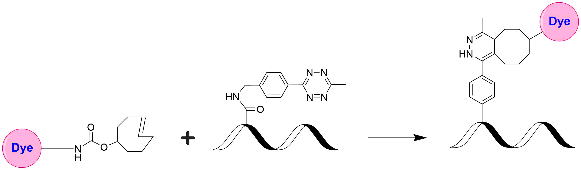 AATOM™ 590 TCO - AAT Bioquest
