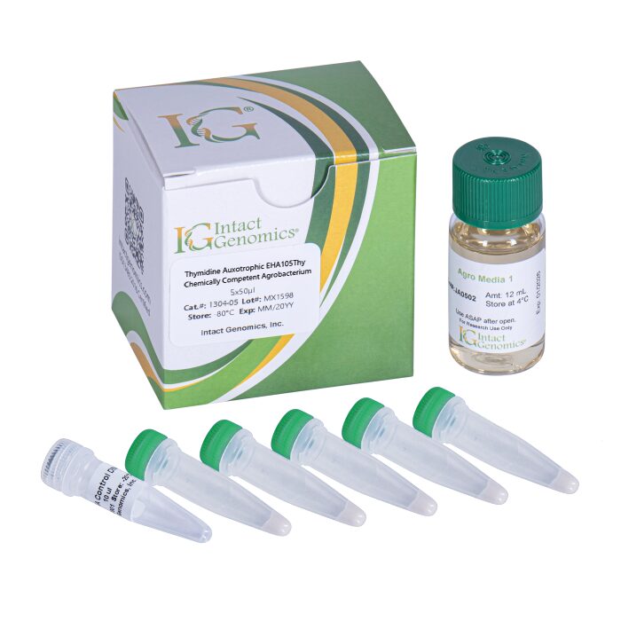 Thymidine Auxotrophic EHA105 Agrobacterium Chemically Competent Cells