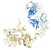 Trastuzumab