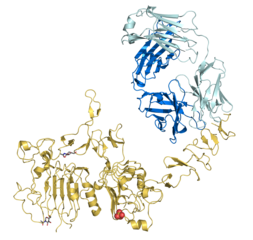 Trastuzumab
