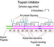 Trypsin Inhibitor (from chicken egg white)