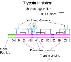 Trypsin Inhibitor (from chicken egg white)