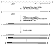 PrimeScript RT-PCR Kit - mRNA and cDNA synthesis - Takara Bio