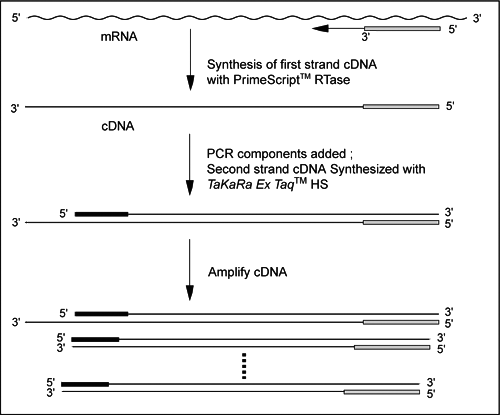 PrimeScript RT-PCR Kit - mRNA and cDNA synthesis - Takara Bio
