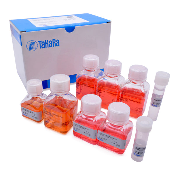Definitive endoderm to hepatocyte differentiation kit - Stem cell research - Takara Bio
