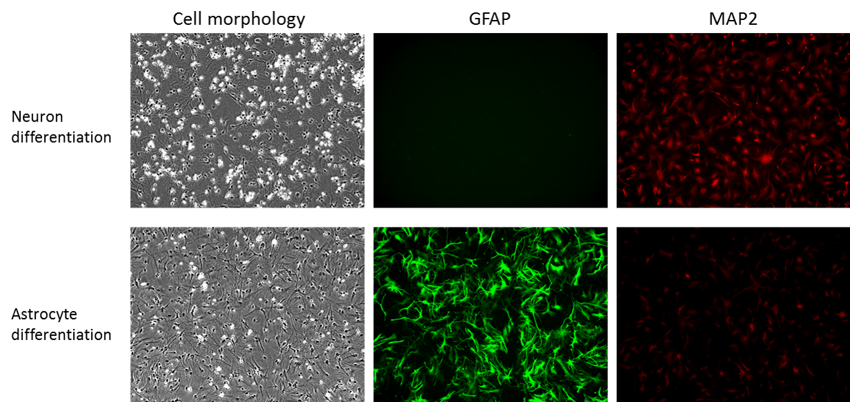 RHB-A: neural stem cell culture and differentiation medium - Stem cell research - Takara Bio
