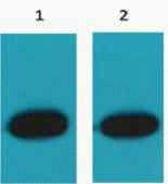 Western blot analysis of RFP Recombinant protein, diluted at 1) 1:5000 2) 1:10000