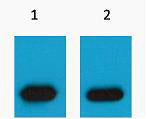 Western blot analysis of mCherry Recombinant protein, diluted at 1) 1:5000 2) 1:10000