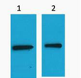 Western blot analysis of EYFP Recombinant protein, diluted at 1) 1:2000 2) 1:5000