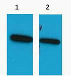 Western blot analysis of ECFP Recombinant protein, diluted at 1) 1:5000 2) 1:10000