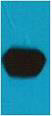 Western blot analysis of mStawberry recombinant protein, diluted at 1:5000.