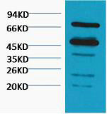 Western blot analysis of Arabidopsis thaliana, diluted at 1:5000.
