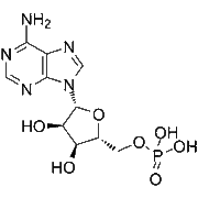 Adenosine monophosphate