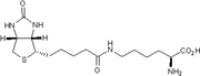 Biocytin