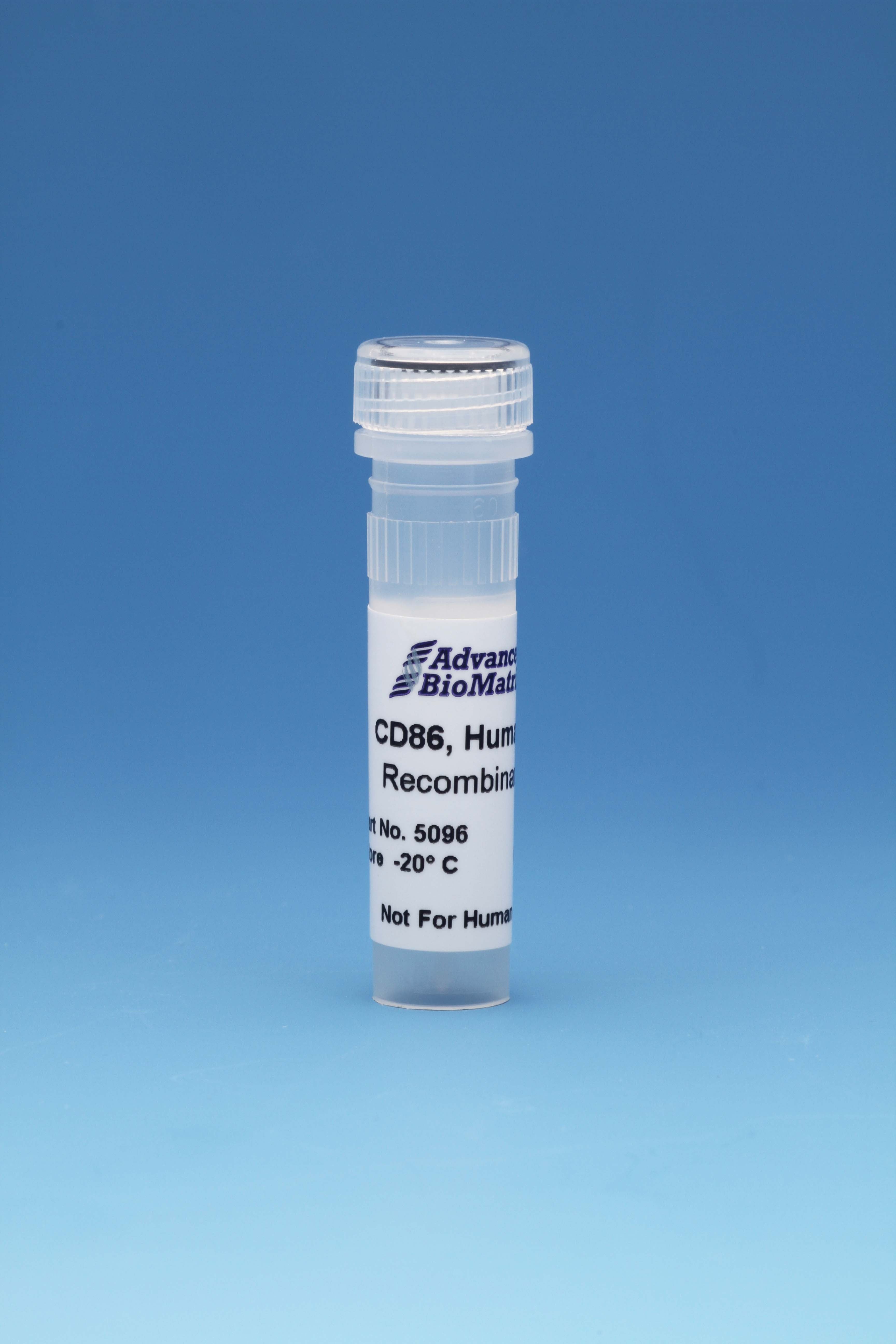CD86, Human, Recombinant, 0.5 mg/ml, 0.1 mg
