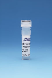 CDH18, Human, Recombinant,  0.5 mg/ml, 0.1 mg