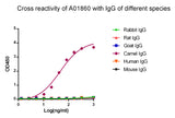 MonoRab™ Rabbit Anti-Camelid VHH Antibody, mAb
