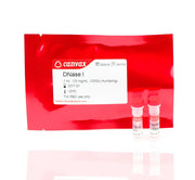 DNase I (10mg/mL) >2.000U kunitz/mg