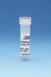 E-Cadherin, Human, Recombinant, 0.5 mg/ml, 0.1 mg