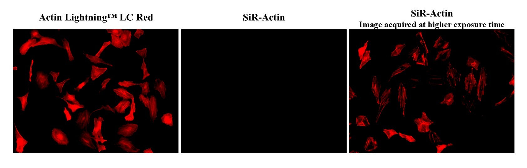 Actin Lightning™ LC Red *Cell-Permeable* - AAT Bioquest