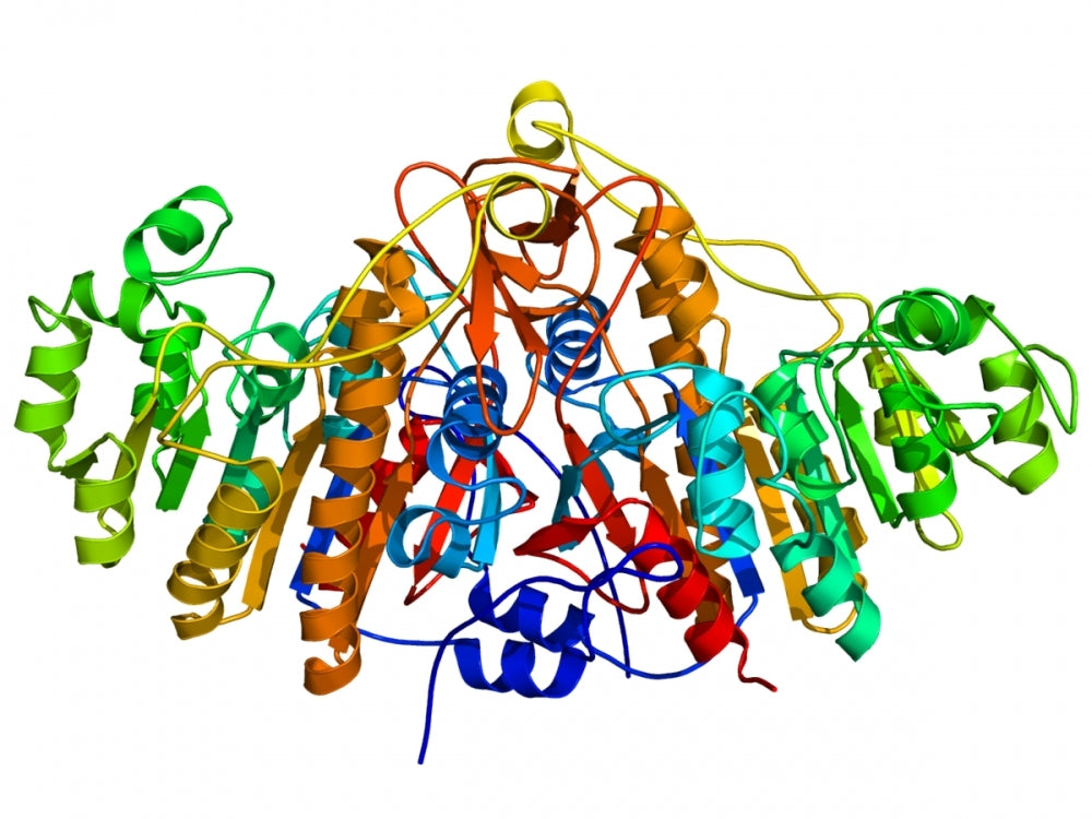 Alkaline Phosphatase [CIAP] *Stabilized in aqueous solution* - AAT Bioquest