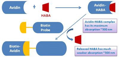 Amplite® Colorimetric Biotin Quantitation Kit - AAT Bioquest