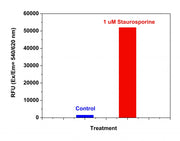 Amplite® Fluorimetric Caspase 3/7 Assay Kit *Red Fluorescence* - AAT Bioquest